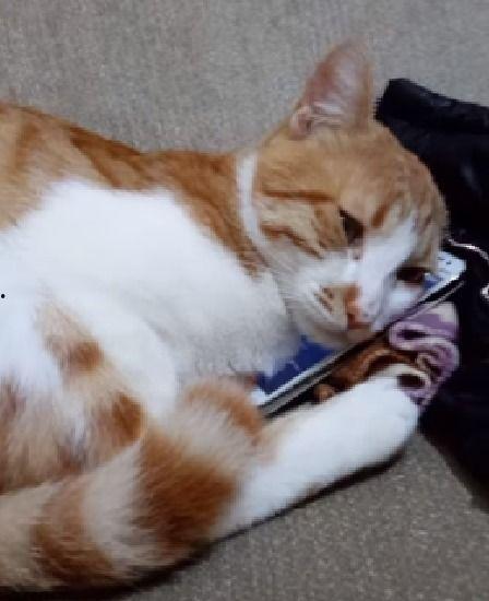 橘猫在线视频线路,揭秘热门视频线路背后的魅力